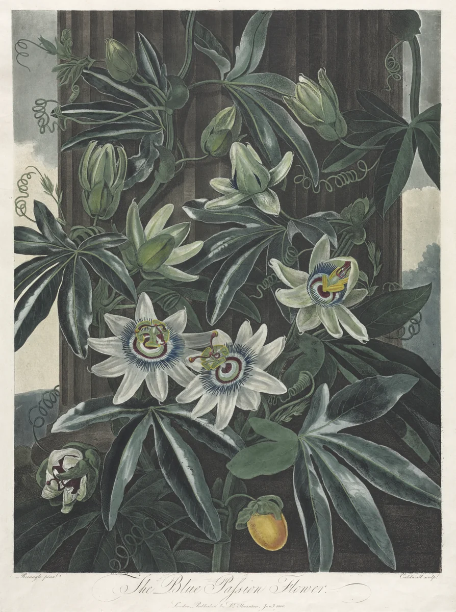 The Temple of Flora, or Garden of Nature: The Blue Passion Flower by Robert John Thornton, print, 1800