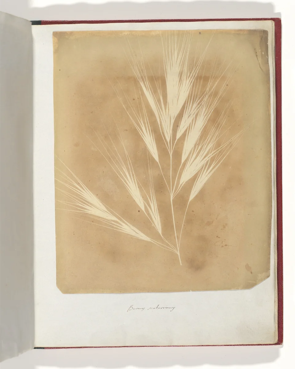 Bromus Maximus, Genoa by William Henry Fox Talbot, photograph, 1839