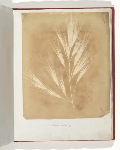 Bromus Maximus, Genoa by William Henry Fox Talbot, photograph, 1839