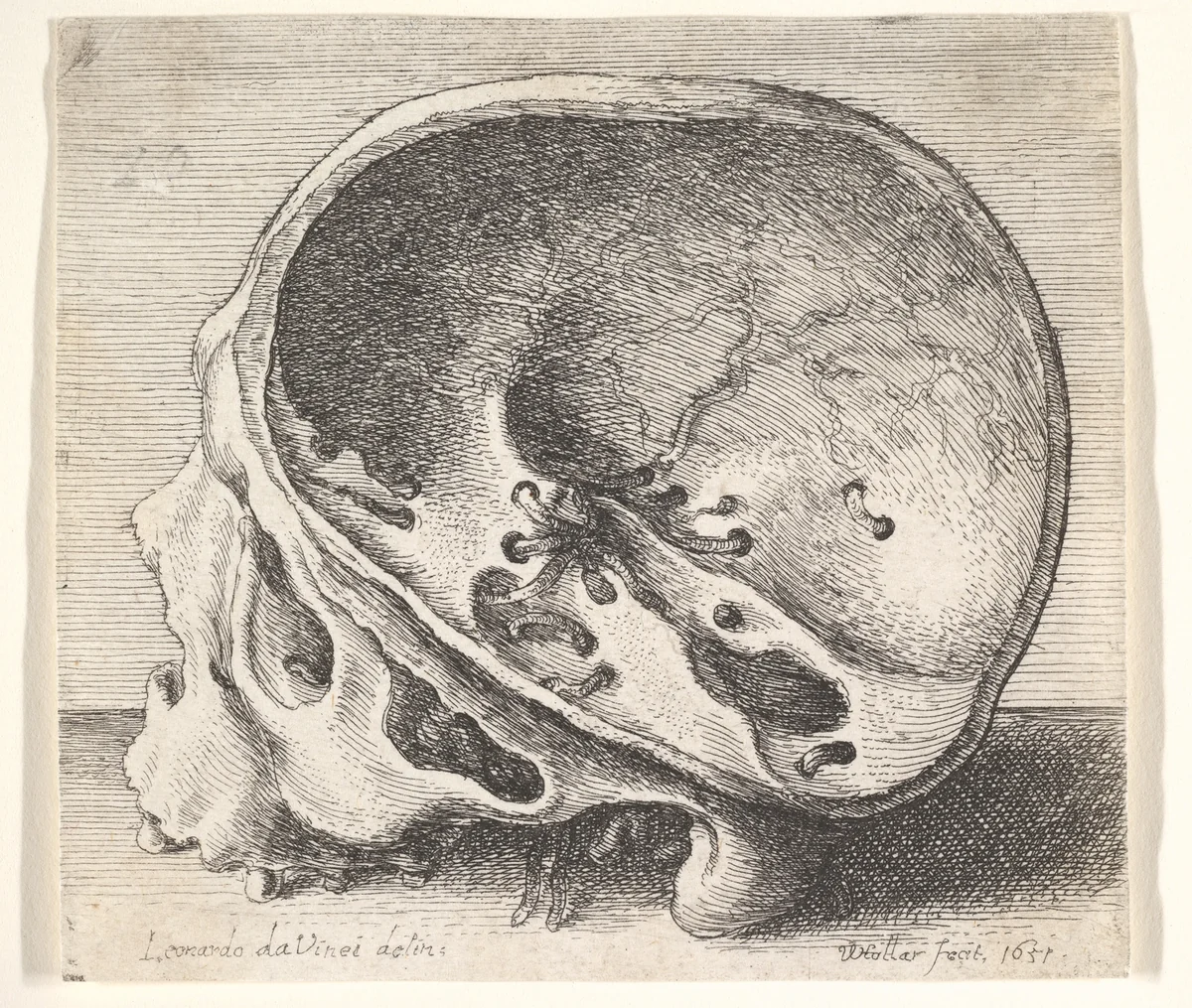 Sectioned skull in profile to left with the left side of the cranium removed by Wenceslaus Hollar, print, 1651