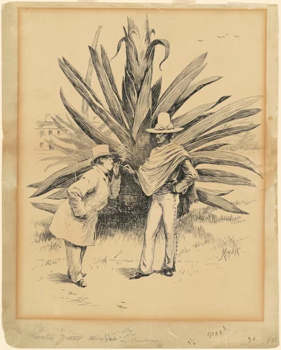 Cactus from Mexico by Edward Kemble, drawing, 1885