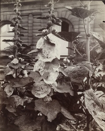 Roses trémières by Eugène Atget, photograph, 1922