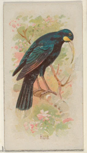 Huia, from the Song Birds of the World series (N23) for Allen & Ginter Cigarettes by Allen & Ginter, print, 1890