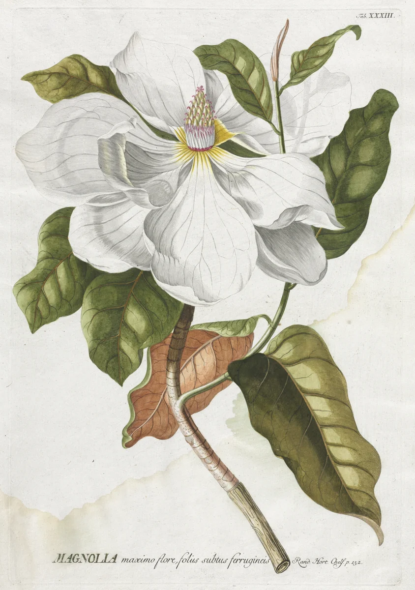 Plantae Selectae: No. 33 - Magnolia by Georg Dionysius Ehret, print, 1773