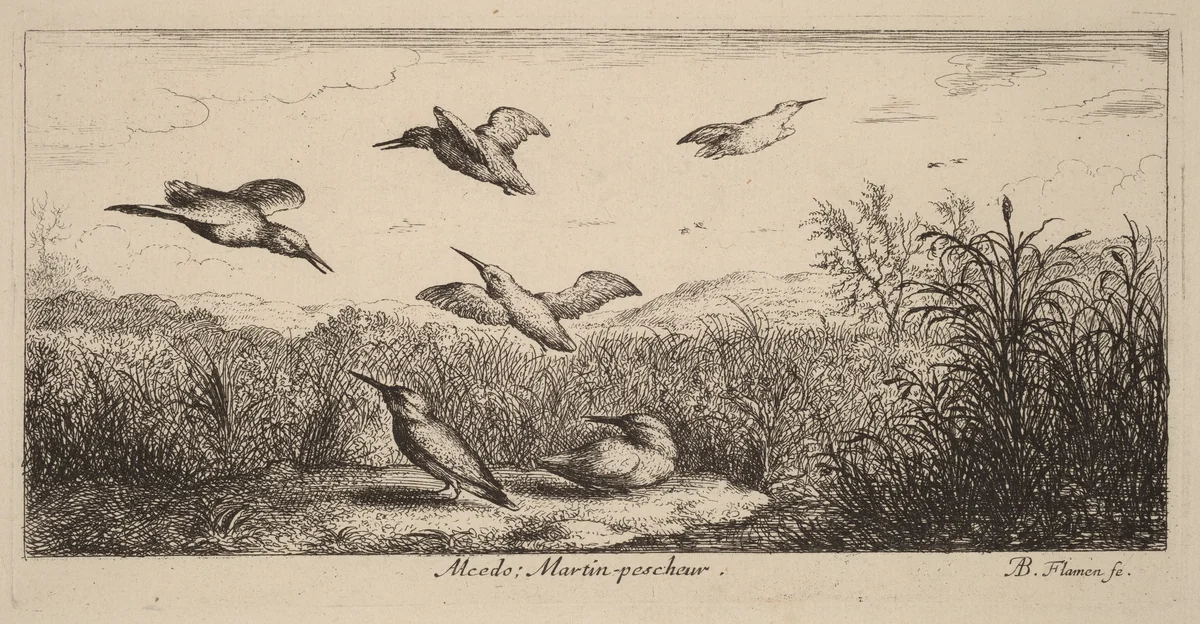 Alcedo, The Kingfisher by Albert Flamen, print, 1620-1669