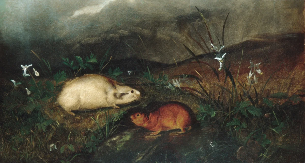 Hudson's Bay Lemming by John Woodhouse Audubon, artwork, 1846