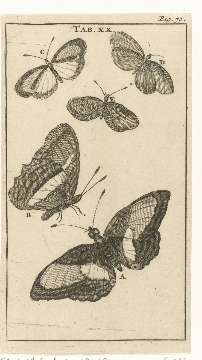 Vlinders XX by Jan Luyken, print, 1680