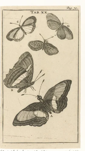 Vlinders XX by Jan Luyken, print, 1680
