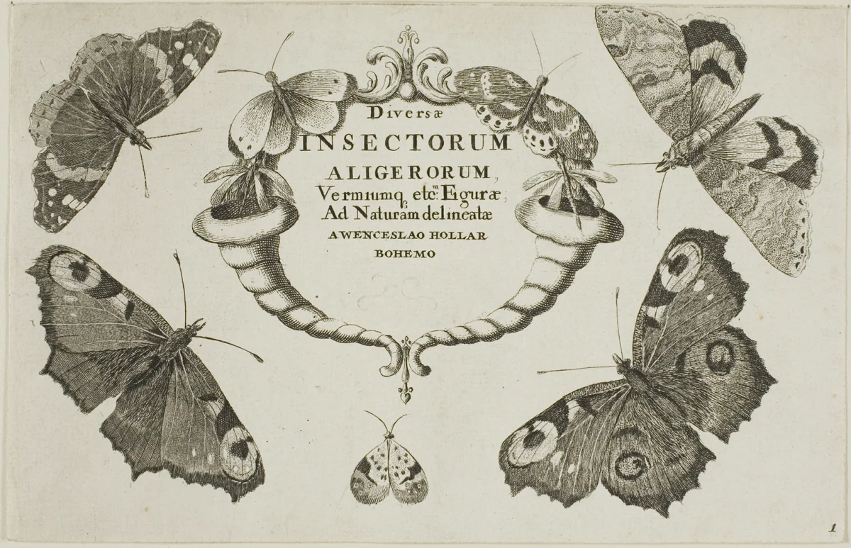 Title Page from Diversae Insectorum...Figurae by Wenceslaus Hollar, print, 1644-1652