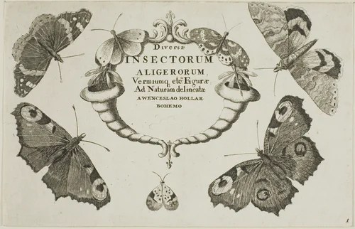 Title Page from Diversae Insectorum...Figurae by Wenceslaus Hollar, print, 1644-1652