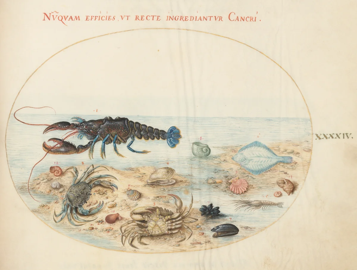 Plate 44: Lobster, Two Crabs, Scallop Shells, and Other Sea Life by Joris Hoefnagel, drawing, 1570-1599