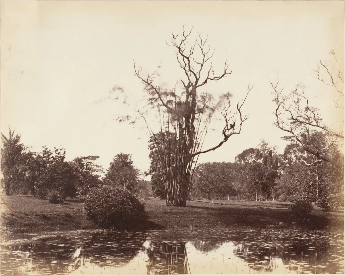 [Botanical Gardens, Calcutta] by R. B. Hill, photograph, 1850-1859