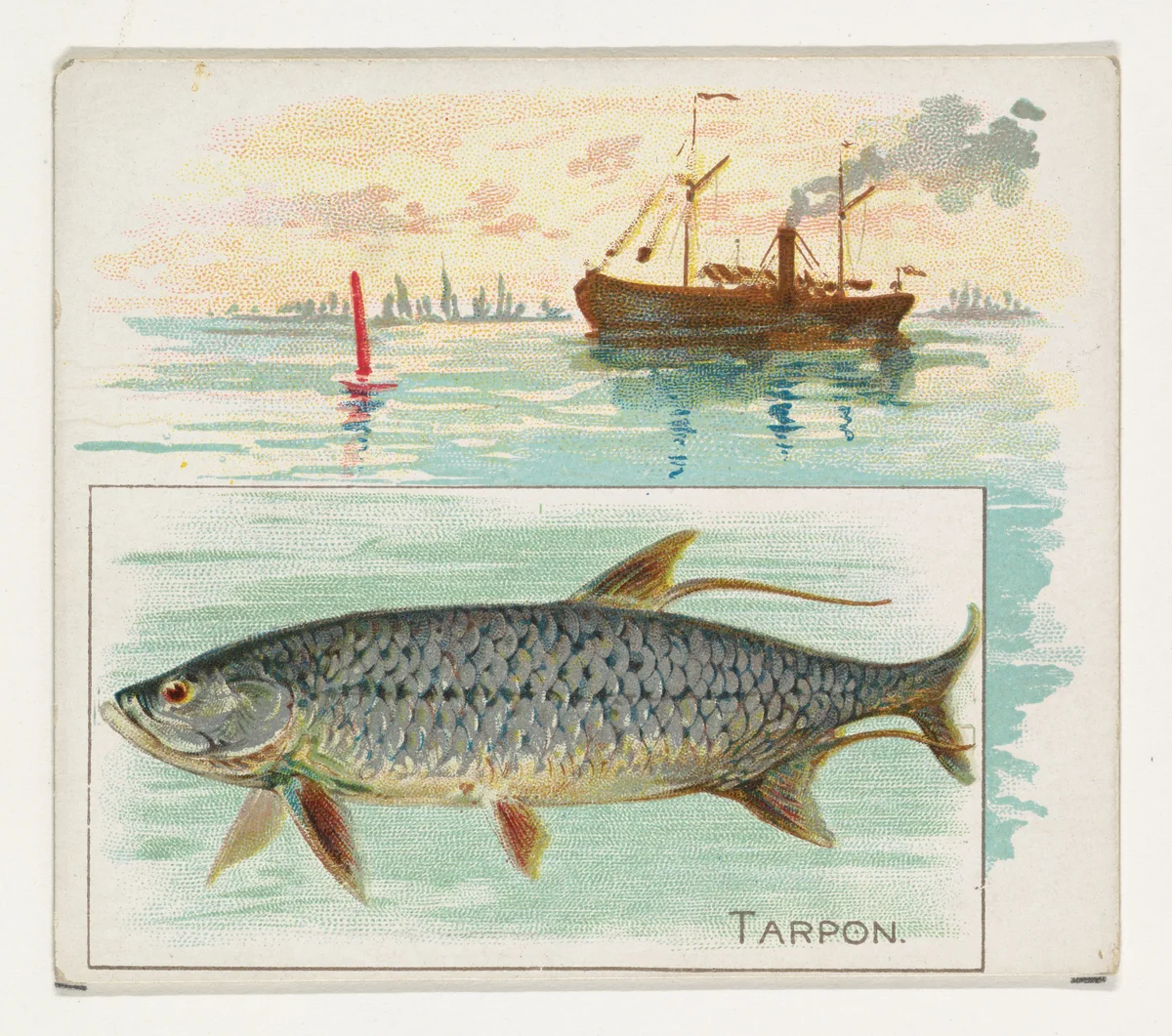 Tarpon, from Fish from American Waters series (N39) for Allen & Ginter Cigarettes by Allen & Ginter, print, 1889