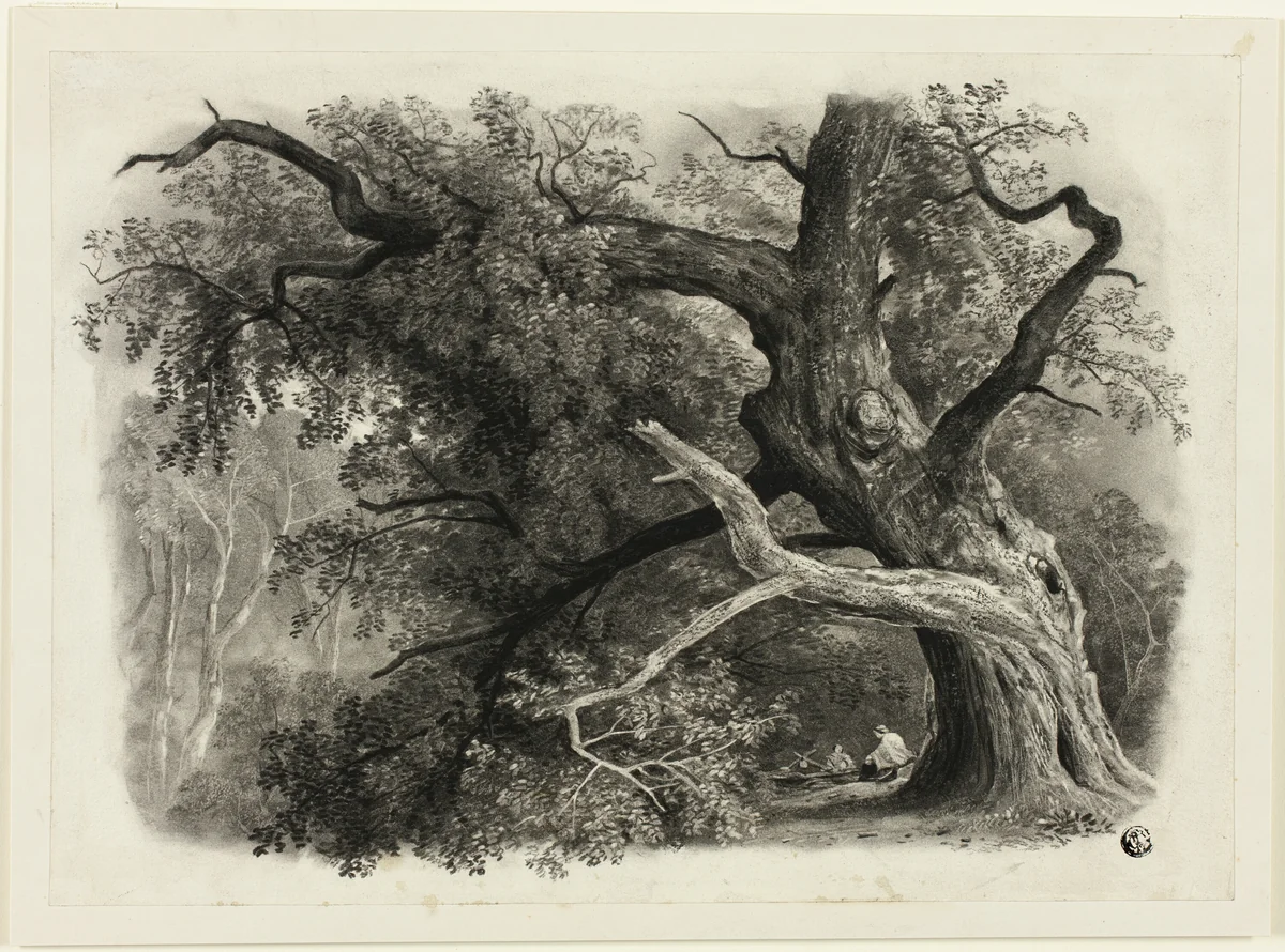 Old Tree in the Billah - Sherwood Forest by John Rawson Walker, drawing, 1816-1873