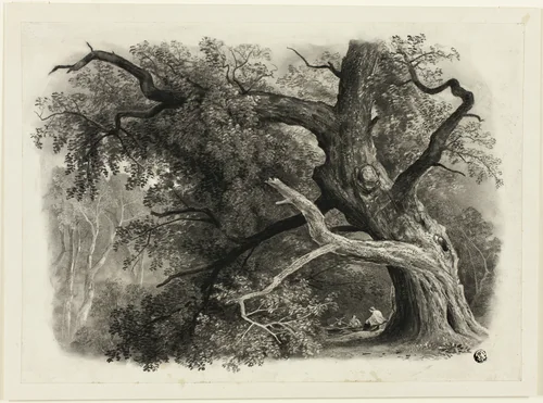 Old Tree in the Billah - Sherwood Forest by John Rawson Walker, drawing, 1816-1873