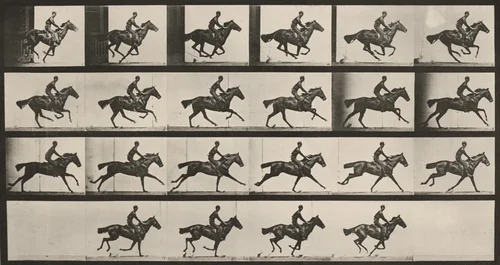 Plate Number 625. "Bouquet" galloping by Eadweard Muybridge, photograph, 1887