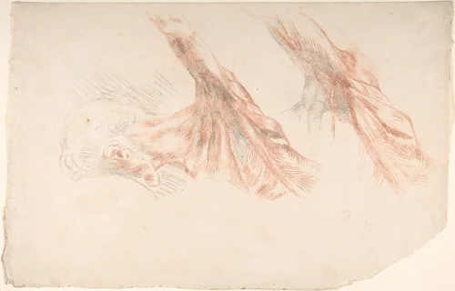 Ecorché: Two Studies of the Muscles of the Shoulder and of the Arm, Raised by Eugène Delacroix, drawing, 1810-1863