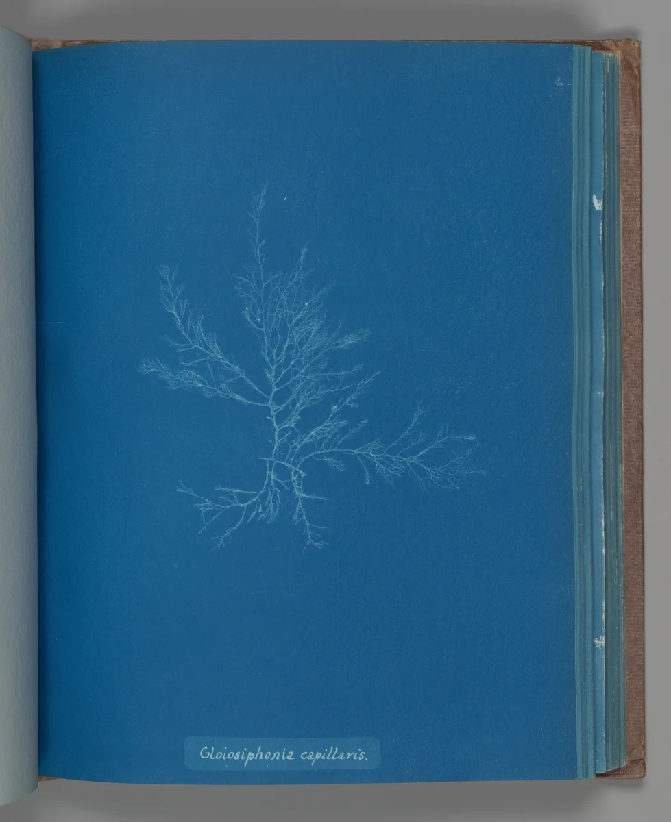 Gloisiphonia capillaris by Anna Atkins, photograph, 1851-1855