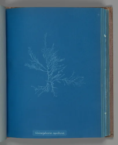 Gloisiphonia capillaris by Anna Atkins, photograph, 1851-1855