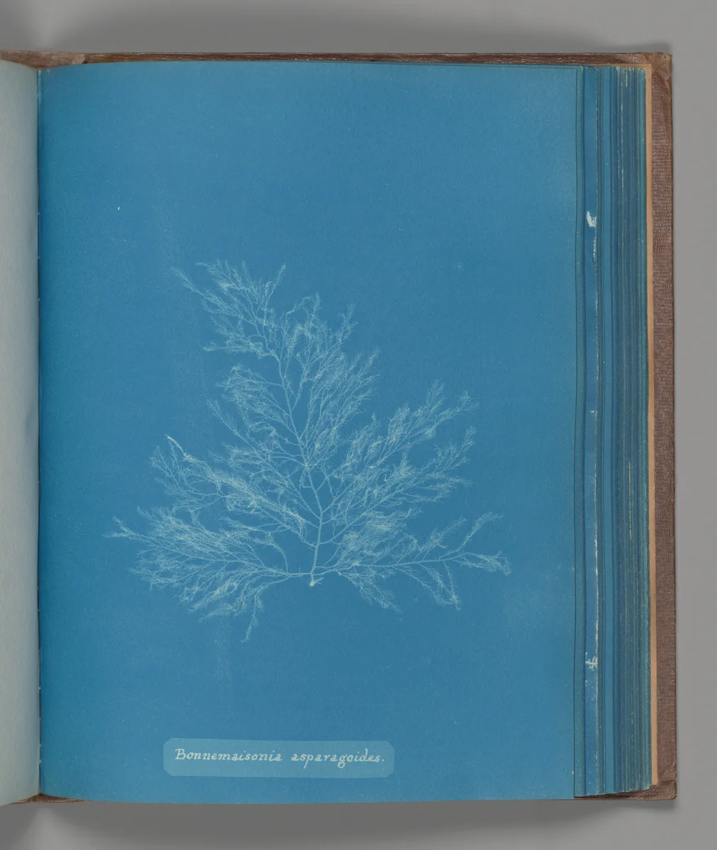Bonnemaisonia asparagoides by Anna Atkins, photograph, 1851-1855