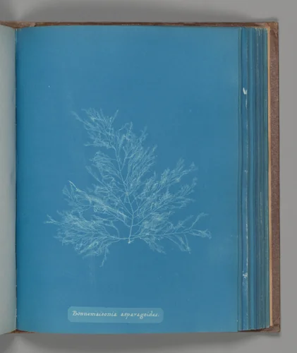 Bonnemaisonia asparagoides by Anna Atkins, photograph, 1851-1855