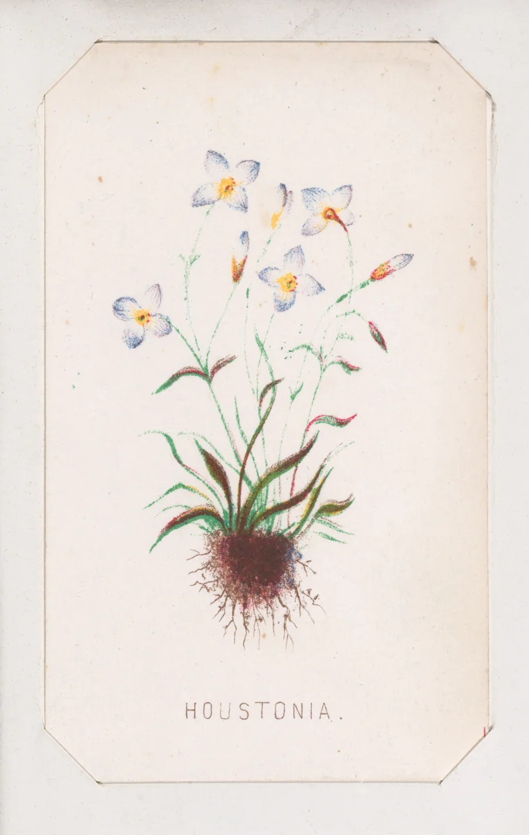 Houstonia card from the Plant with Root series by Louis Prang & Co., print, 1862-1869