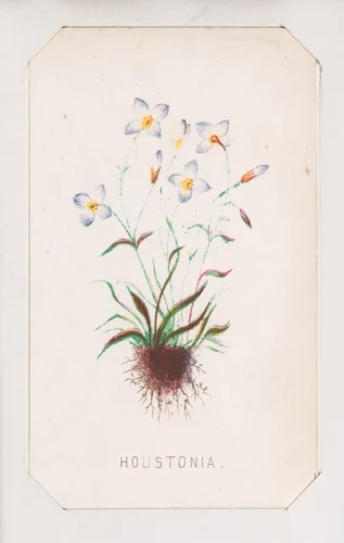Houstonia card from the Plant with Root series by Louis Prang & Co., print, 1862-1869