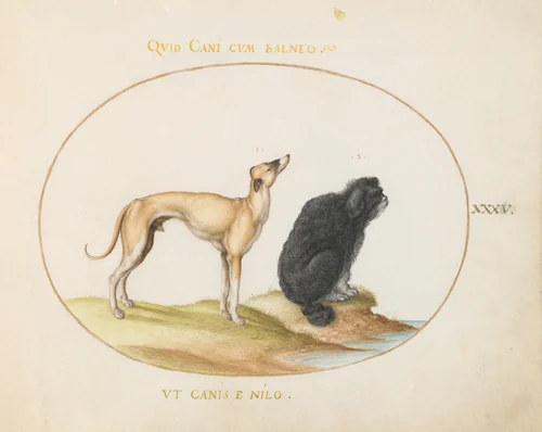 Plate 35: A Hound and a Water Spaniel by Joris Hoefnagel, drawing, 1570-1599