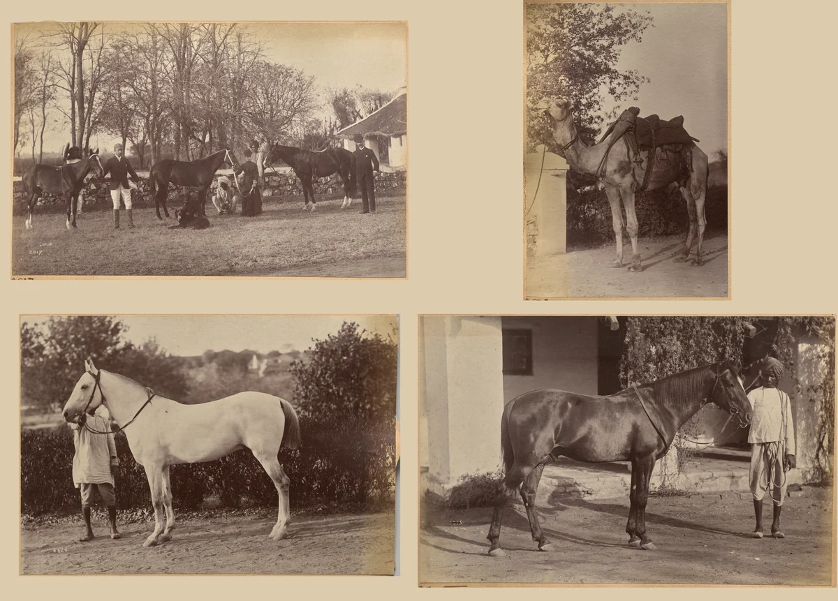 Captain Brown's horses, Jhansi (recto, top); Captain Bailward's horses (recto, bottom); Captain Bailward's camel (verso, left); Captain Bailward's horse, Jhanso (verso, right) by Raja Deen Dayal, photograph, 1877-1892
