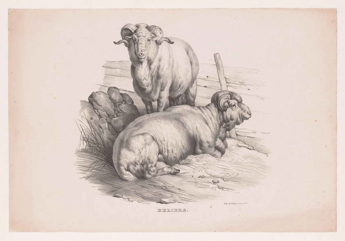 Twee rammen by anonymous, print, 1827-1914