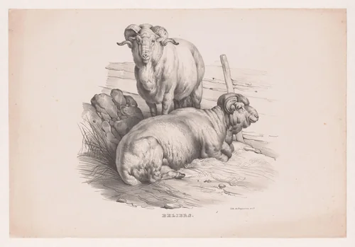 Twee rammen by anonymous, print, 1827-1914