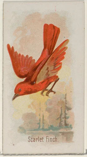 Scarlet Finch, from the Song Birds of the World series (N23) for Allen & Ginter Cigarettes by Allen & Ginter, print, 1890