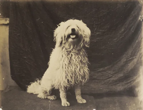 Dog by Charles Marville, photograph