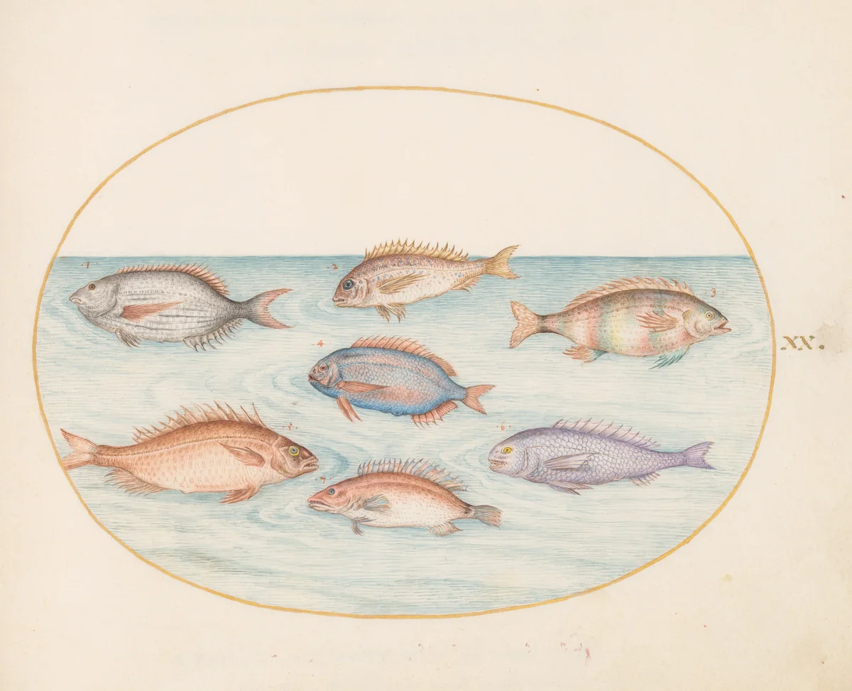 Plate 20: Sea Bream, Dentex, Sargo, and Other Fish by Joris Hoefnagel, drawing, 1570-1599