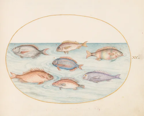 Plate 20: Sea Bream, Dentex, Sargo, and Other Fish by Joris Hoefnagel, drawing, 1570-1599