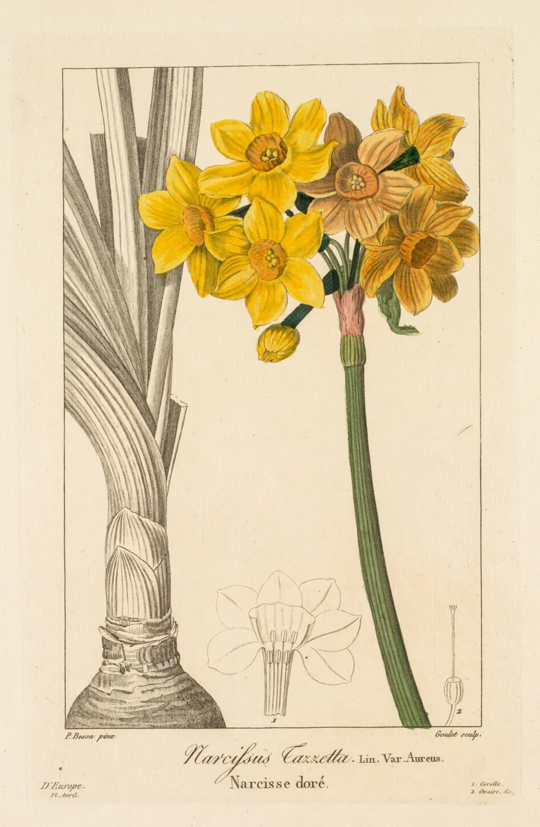 Flore des Jardiniers, Amateurs et Manufacturiers: Polyanthus or Cluster Narcissus by Pancrace Bessa, print, 1836