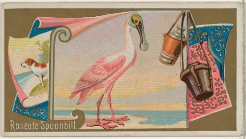 Roseate Spoonbill, from the Game Birds series (N13) for Allen & Ginter Cigarettes Brands by Allen & Ginter, print, 1889