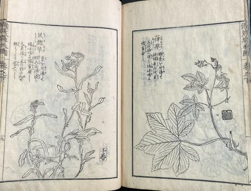 Biko Somokuzu (Record of Plants to Stave Off Famine ), 3 vols. by Ure Tenshodo, artwork, 1615-1868
