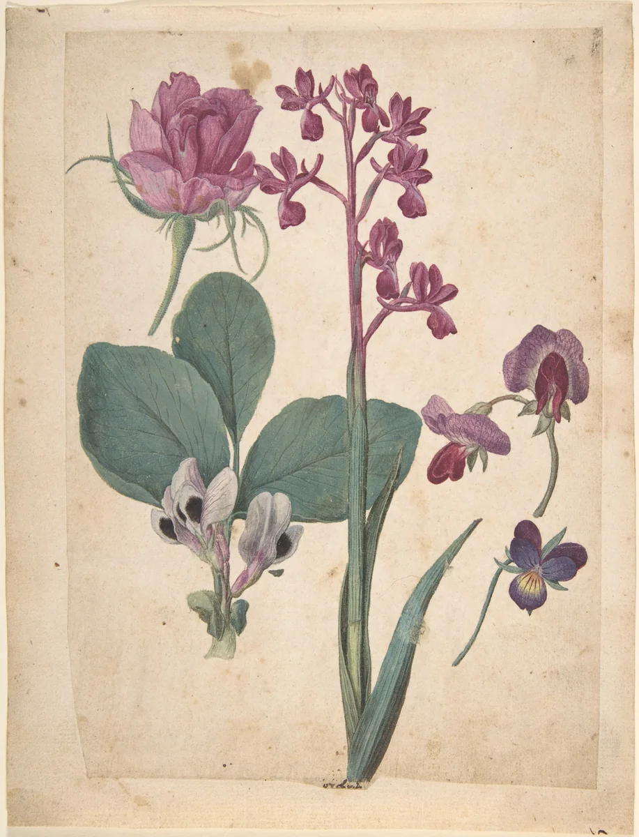 A Sheet of Studies of Flowers: A Rose, a Heartsease, a Sweet Pea, a Garden Pea, and a Lax-flowered Orchid by Jacques Le Moyne de Morgues, drawing, 1528-1588