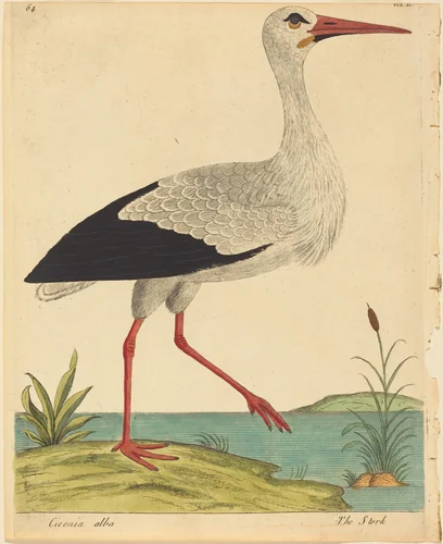 The Stork (Ciconia Alba) by Eleazar Albin, print, 1731-1738