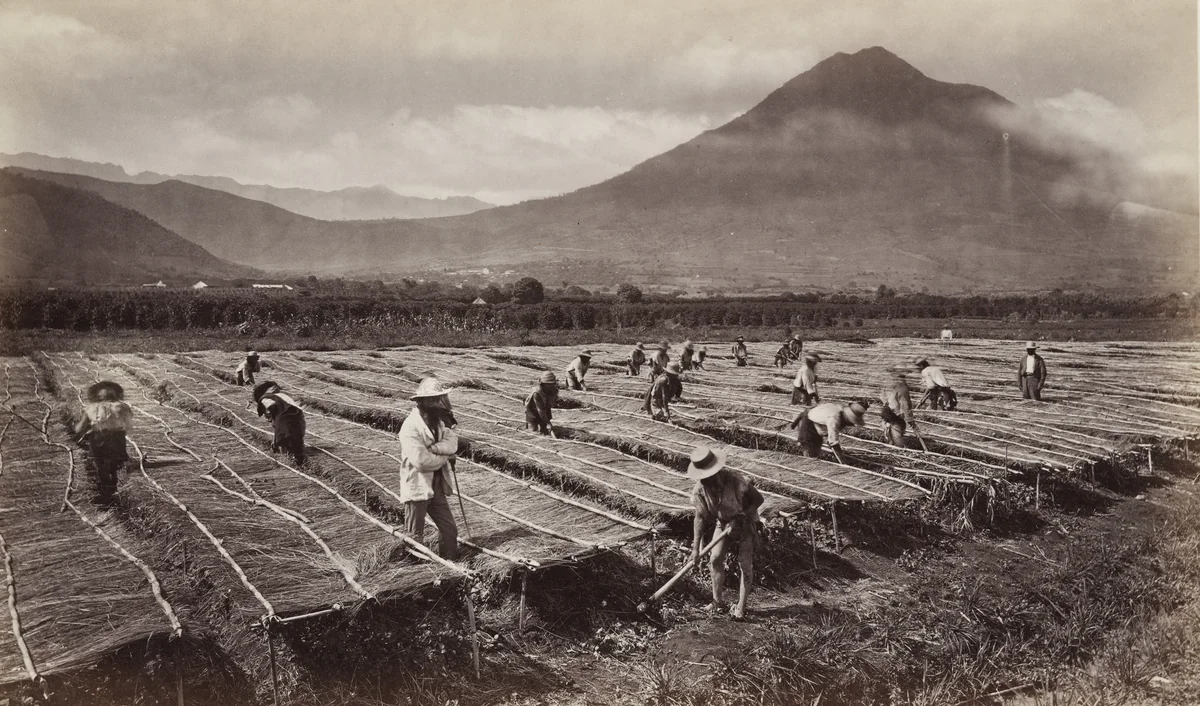 Weeding, and Protecting the Young Coffee Plant from the Sun, Antigua by Eadweard Muybridge, photograph, 1875