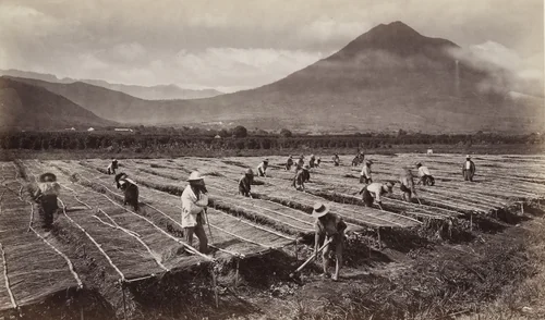 Weeding, and Protecting the Young Coffee Plant from the Sun, Antigua by Eadweard Muybridge, photograph, 1875