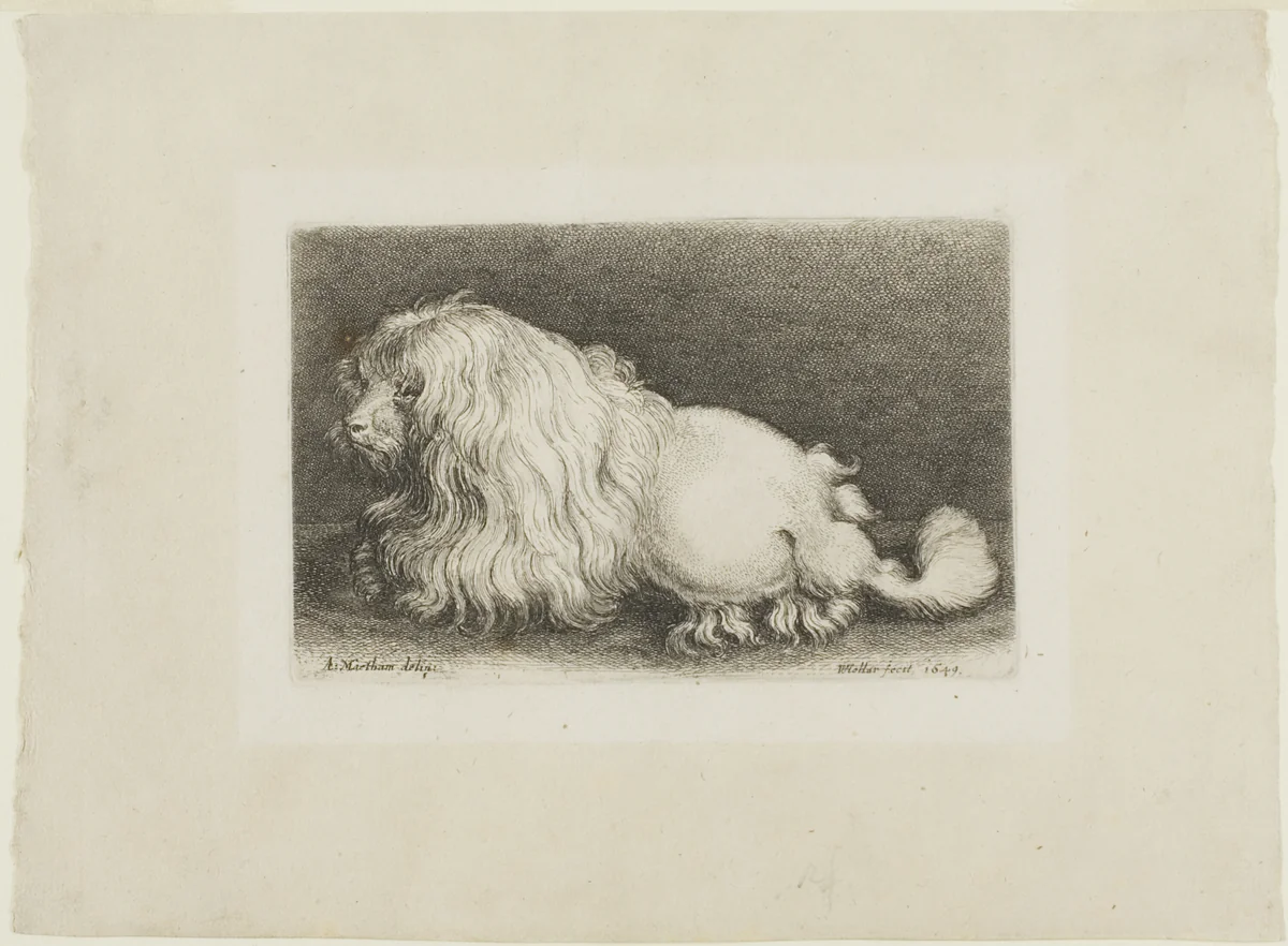 White Dog by Wenceslaus Hollar, print, 1649