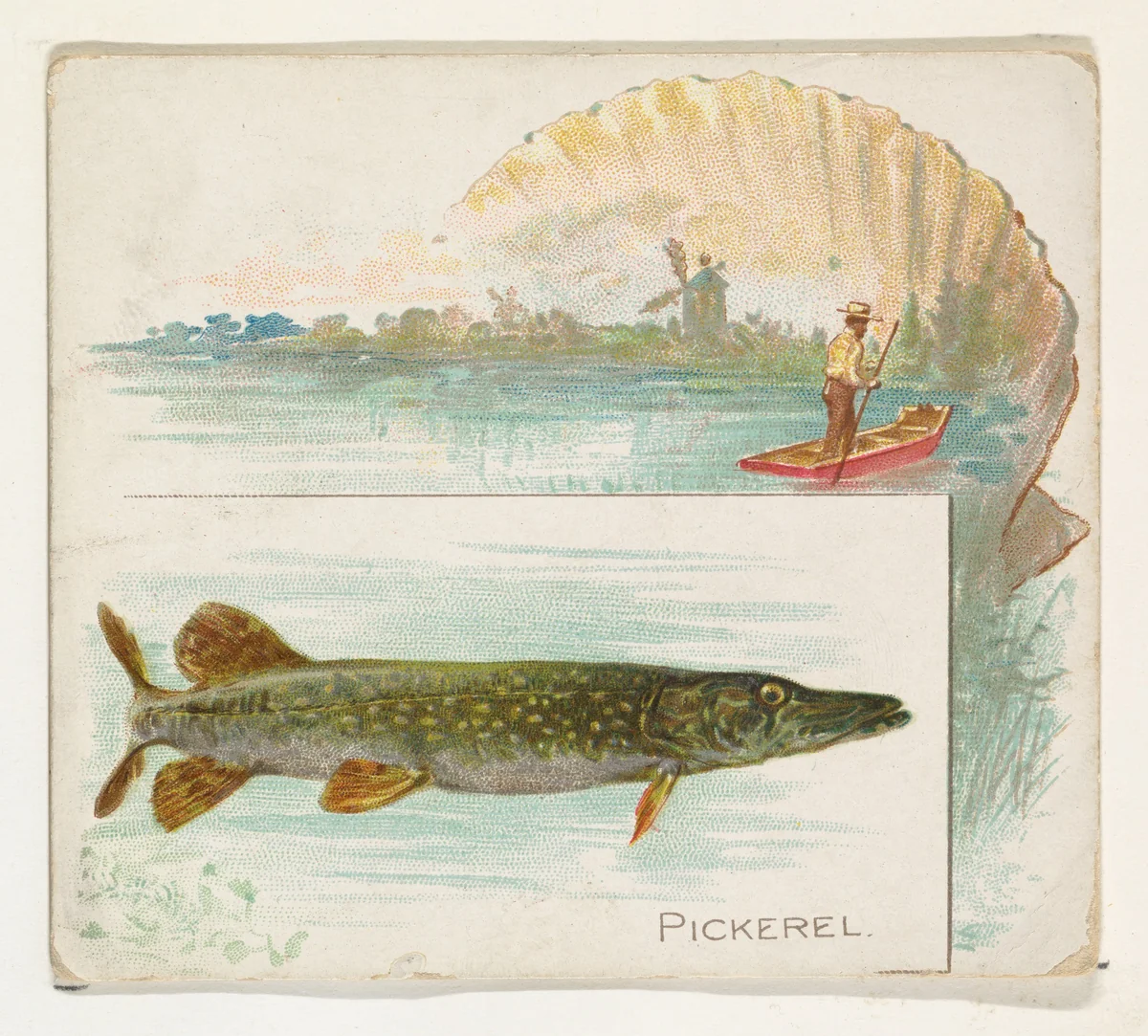 Pickerel, from Fish from American Waters series (N39) for Allen & Ginter Cigarettes by Allen & Ginter, print, 1889