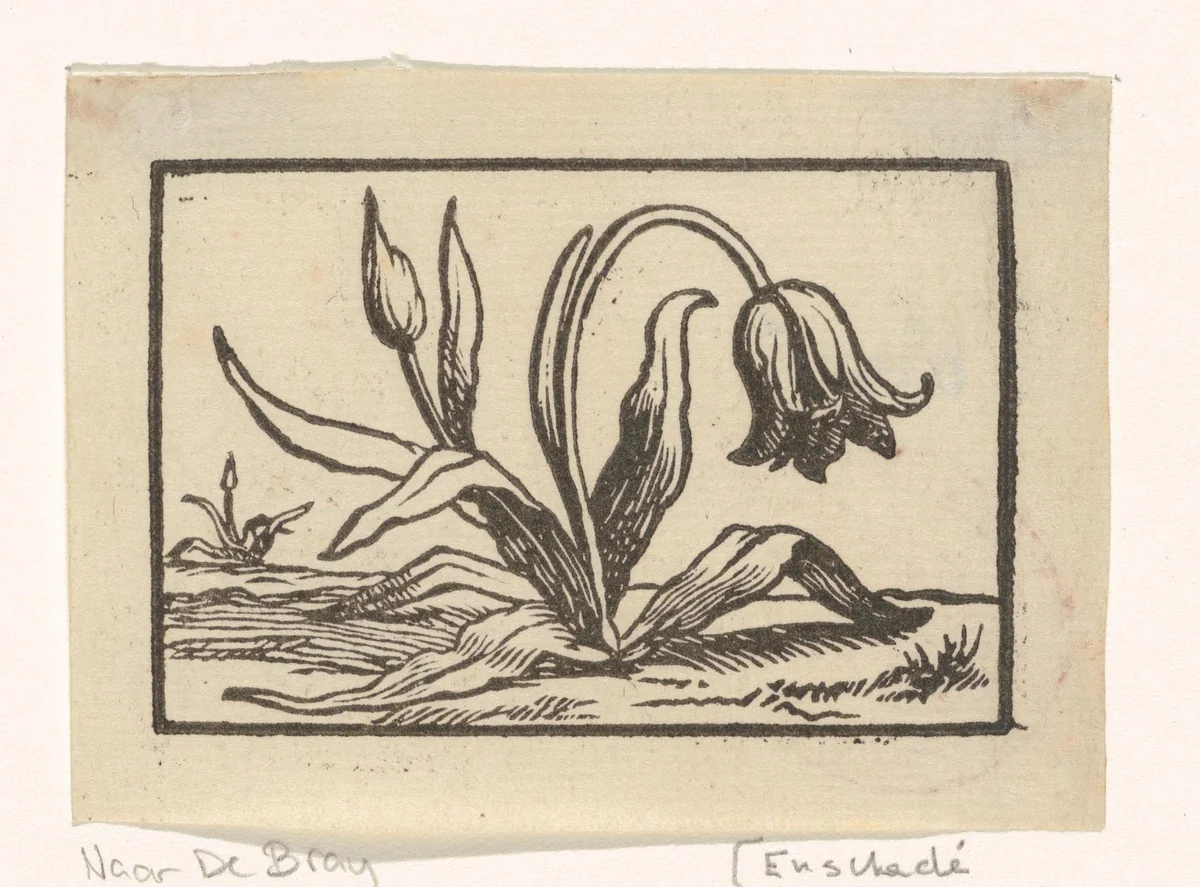 Tulp in bloei by anonymous, print, 1635-1694