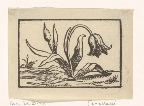 Tulp in bloei by anonymous, print, 1635-1694
