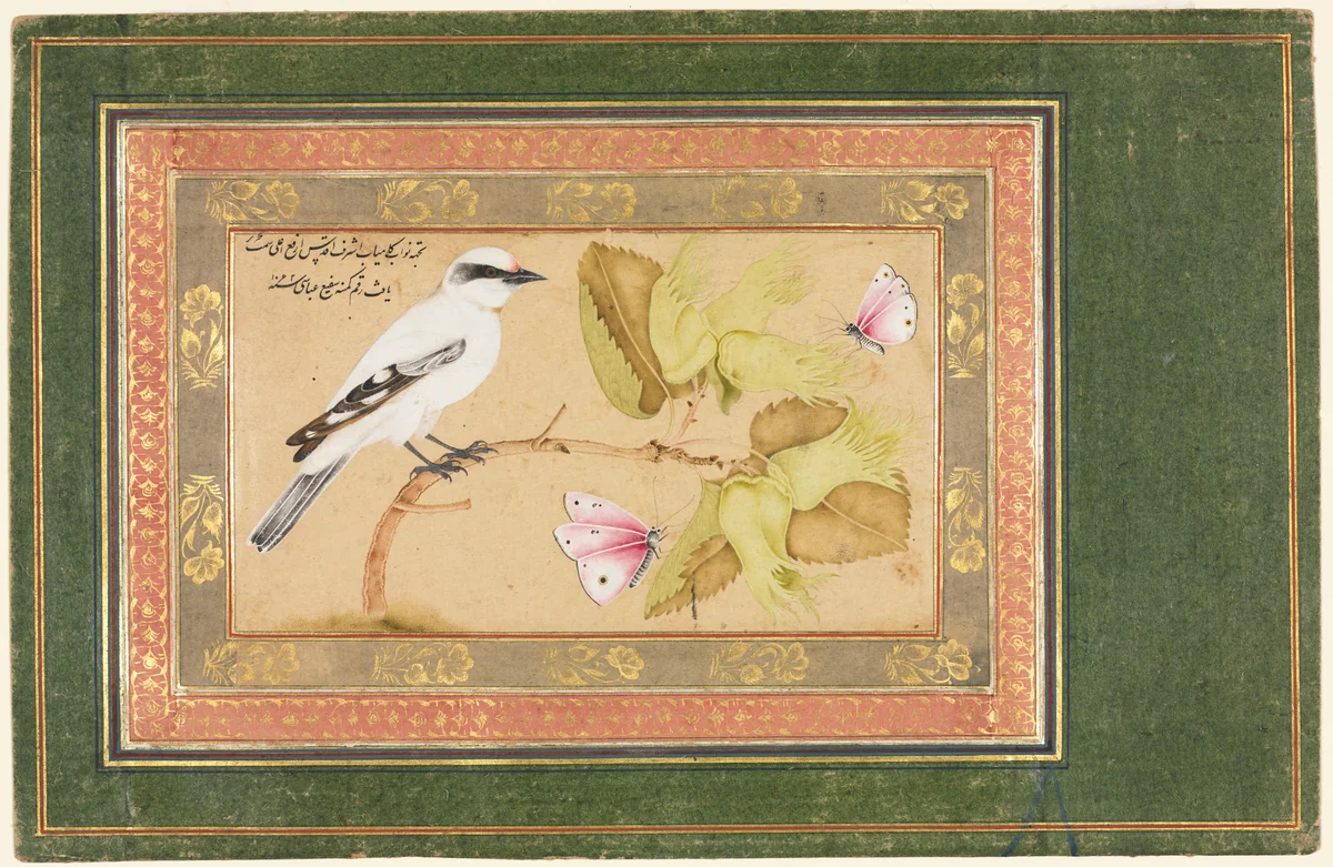 Black and White Bird Perched on a Shrub by Shafi' Abbasi, manuscript, 1651-1652
