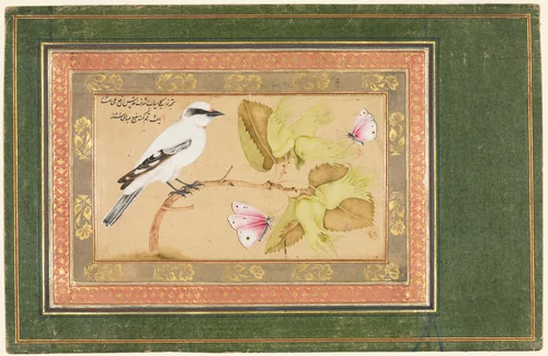 Black and White Bird Perched on a Shrub by Shafi' Abbasi, manuscript, 1651-1652