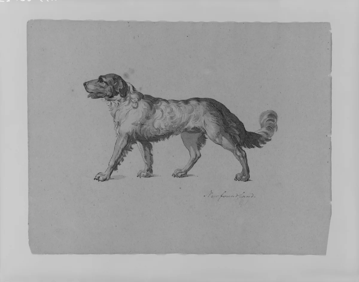 Newfoundland Dog (from Sketchbook) by Thomas Sully, artwork, 1810-1820