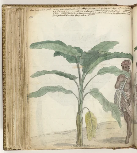 Pisangboom by Jan Brandes, drawing, 1779-1785